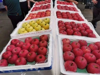 日本水果产业链考察之旅绽放在盛夏